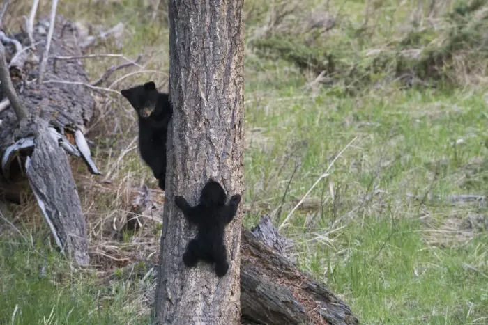 Framed Print : Black bear cubs climbing
