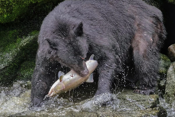 Black Bear, Salmon run, Anan Creek, Wrangell, Alaska, USA