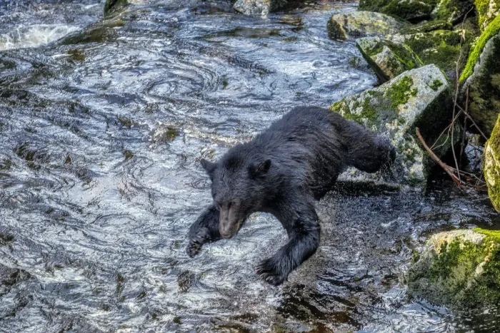 Framed Print : Black Bear, Salmon run, Anan Creek Wrangell, Alaska, USA Framed Print : Black Bear, Salmon run, Anan Creek Wrangell, Alaska, USA