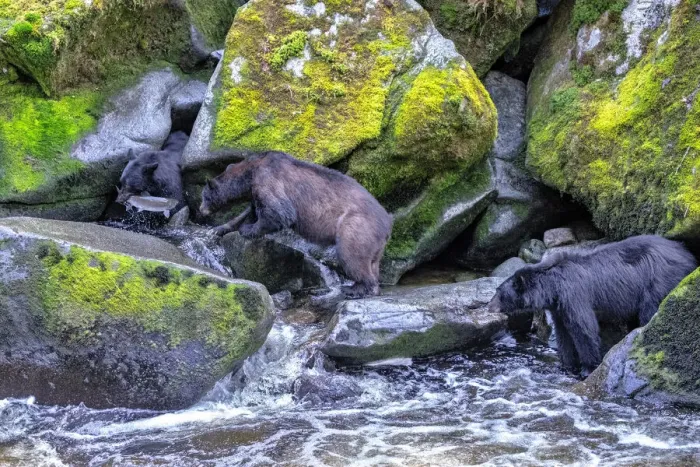Framed Print : Black Bear, Salmon run, Anan Creek Wrangell, Alaska, USA Framed Print : Black Bear, Salmon run, Anan Creek Wrangell, Alaska, USA