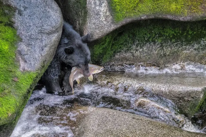 Framed Print : Black Bear, Salmon run, Anan Creek Wrangell, Alaska, USA Framed Print : Black Bear, Salmon run, Anan Creek Wrangell, Alaska, USA