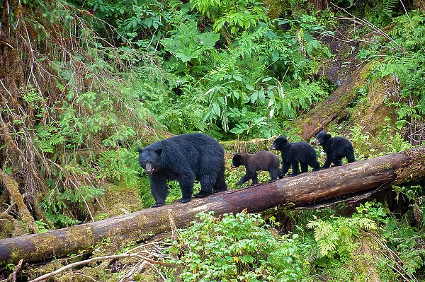 Black bear triplets follow mom at Anan Creek