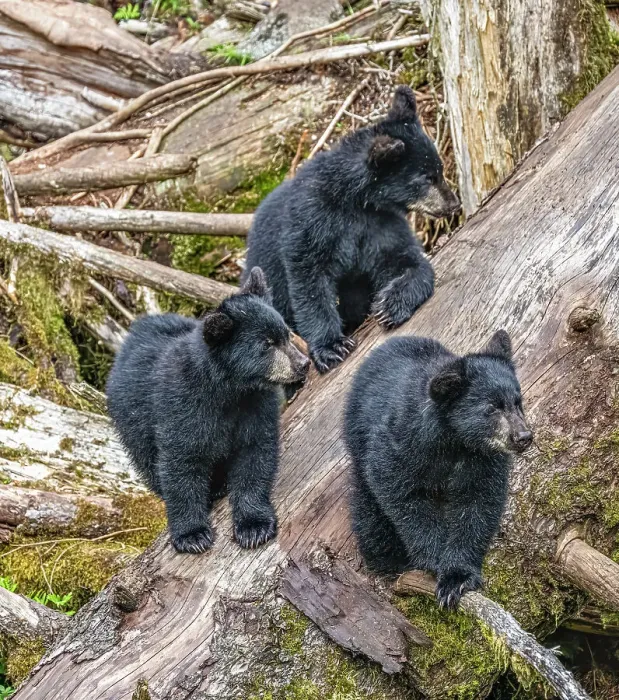 Framed Print : These black bear triplets hang out waiting for Mom Framed Print : These black bear triplets hang out waiting for Mom