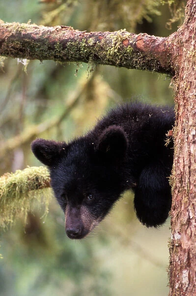 black bear, Ursus americanus, cub in tree, Anan Creek, Tongass National Forest, southeast