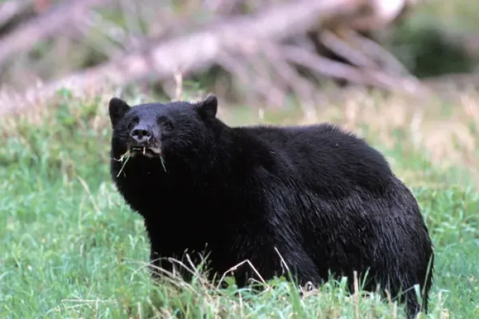 Framed Print : black bear, Ursus americanus, eating grass in the rainforest, Olympic National Park