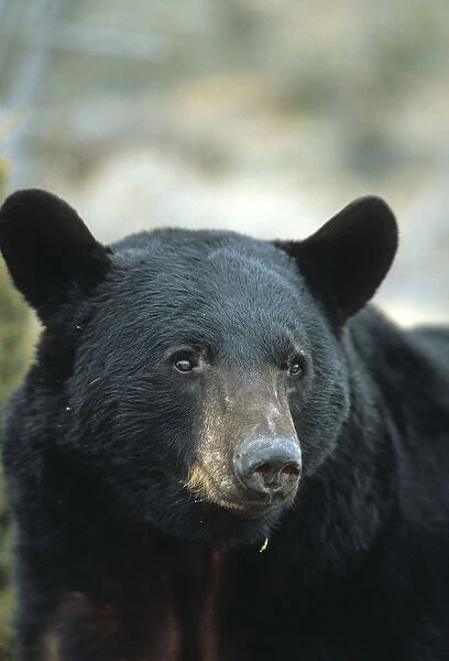 Black Bear (Ursus americanus), MT (Captive Animal)