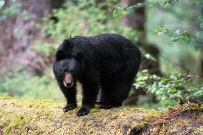 Framed Print : black bear, Ursus americanus, on an old growth log in the rainforest, Olympic National Park Framed Print : black bear, Ursus americanus, on an old growth log in the rainforest, Olympic National Park