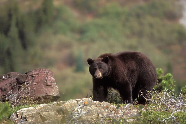 Black bear, Ursus americanus, reddish color, Glacier National Park, Montana