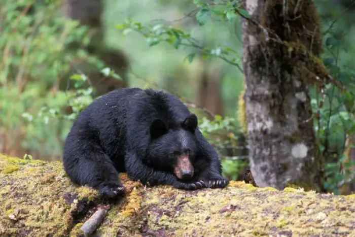 Framed Print : black bear, Ursus americanus, resting on an old growth log in the rainforest, Olympic National Park