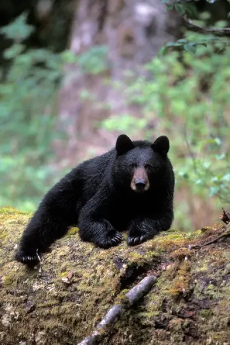 Framed Print : black bear, Ursus americanus, resting on an old growth log in the rainforest, Olympic National Park