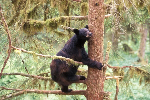 black bear, Ursus americanus, sow in tree, Anan Creek, Tongass National Forest, southeast