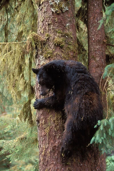 black bear, Ursus americanus, sow in a tree along Anan Creek, Tongass National Forest