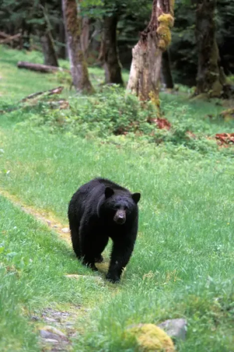 Framed Print : black bear, Ursus americanus, walking along a trail in the rainforest, Olympic National Park Framed Print : black bear, Ursus americanus, walking along a trail in the rainforest, Olympic National Park