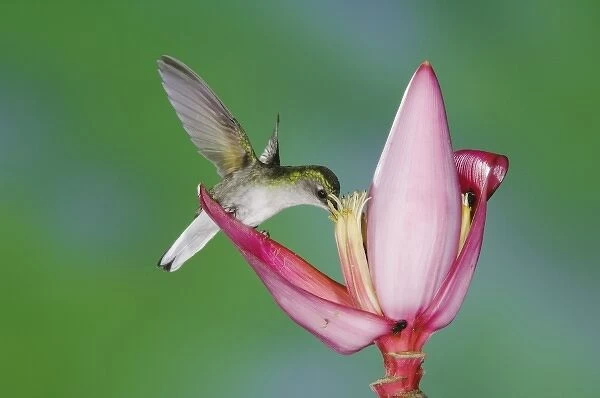 Black-bellied Hummingbird, Eupherusa nigriventris, female feeding on Ornamental Banana plant flower