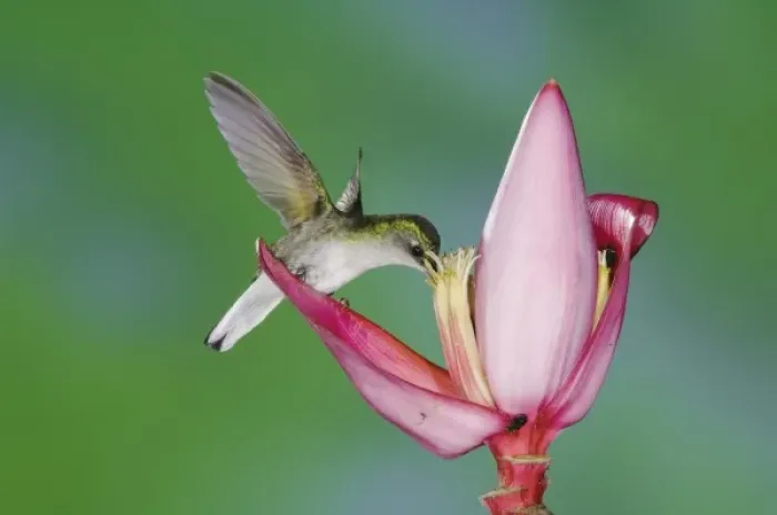 Framed Print : Black-bellied Hummingbird, Eupherusa nigriventris, female feeding on Ornamental Banana plant flower