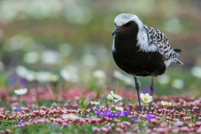 Framed Print : Black-bellied plover, arctic tundra wildflowers, Alaska, USA Framed Print : Black-bellied plover, arctic tundra wildflowers, Alaska, USA