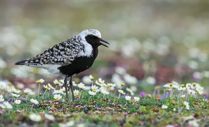 Framed Print : Black-bellied plover calling, at home on the arctic tundra of Alaska Framed Print : Black-bellied plover calling, at home on the arctic tundra of Alaska