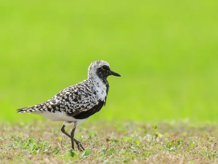 Framed Print : Black-bellied plover, Fort Travis, Texas, USA