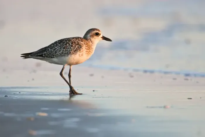 Framed Print : Black-bellied Plover (Pluvialis squatarola), winter adult, south Padre Island beach Framed Print : Black-bellied Plover (Pluvialis squatarola), winter adult, south Padre Island beach