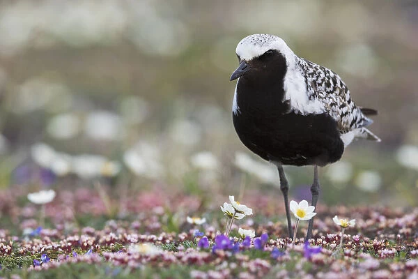 Black-bellied Plover, springtime on the tundra