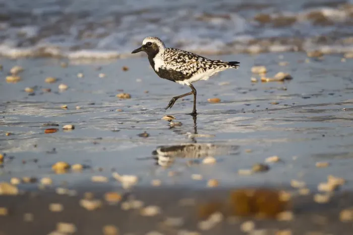Framed Print : Black-bellied plover walking on wet beach