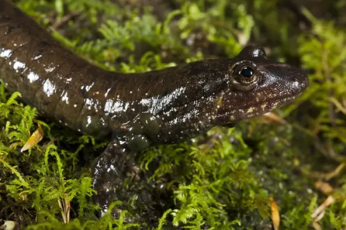 Framed Print : Black-bellied Salamander (Desmognathus quadramaculatus) CAPTIVE North Georgia