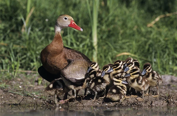 Black-bellied Whistling-Duck, Dendrocygna autumnalis, female with young, Lake Corpus Christi