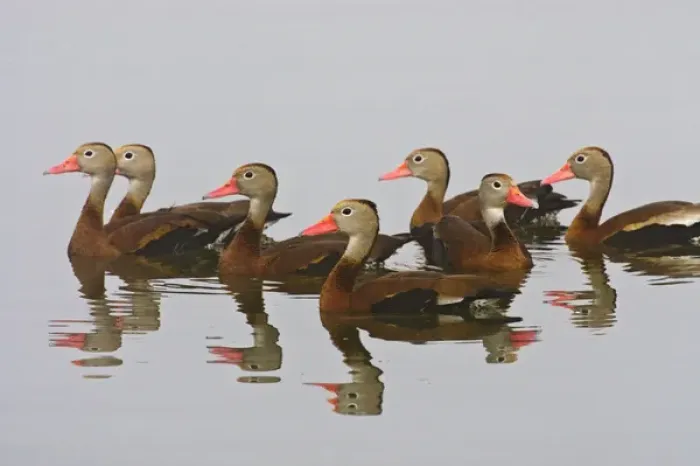 Framed Print : Black-bellied Whistling Duck (Dendrocygna autumnalis) flock reflected in a pond Framed Print : Black-bellied Whistling Duck (Dendrocygna autumnalis) flock reflected in a pond