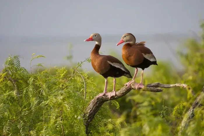 Framed Print : Black-bellied Whistling Duck (Dendrocygna autumnalis) perched in south Texas habitat Framed Print : Black-bellied Whistling Duck (Dendrocygna autumnalis) perched in south Texas habitat