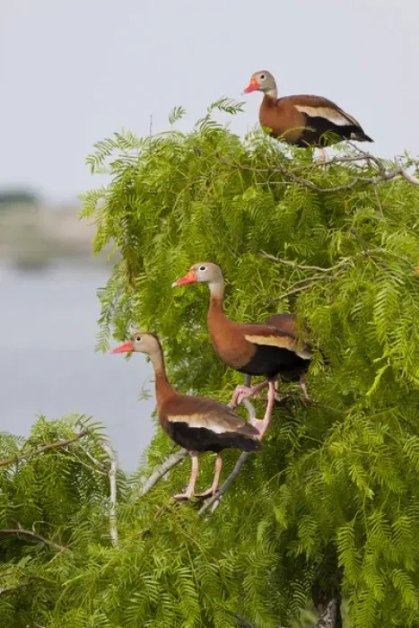 Framed Print : Black-bellied Whistling Duck (Dendrocygna autumnalis) perched in south Texas habitat Framed Print : Black-bellied Whistling Duck (Dendrocygna autumnalis) perched in south Texas habitat
