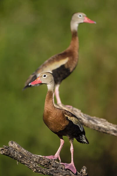 Black-bellied Whistling Duck (Dendrocygnus autumnalis) adult perched in tree