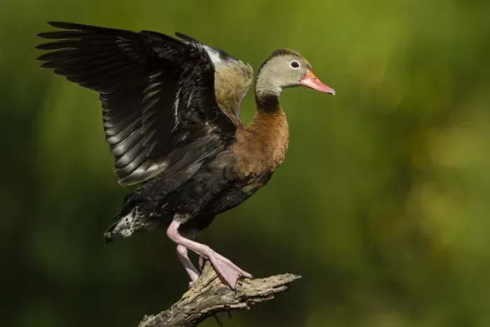 Framed Print : Black-bellied Whistling Duck (Dendrocygnus autumnalis) adult perched in tree Framed Print : Black-bellied Whistling Duck (Dendrocygnus autumnalis) adult perched in tree