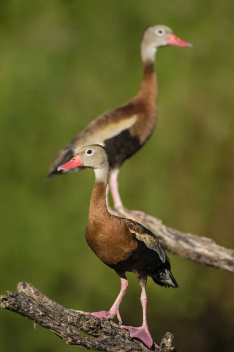 Framed Print : Black-bellied Whistling Duck (Dendrocygnus autumnalis) adult perched in tree