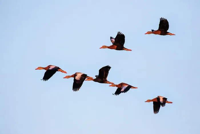 Framed Print : Black-bellied whistling duck in flight Framed Print : Black-bellied whistling duck in flight