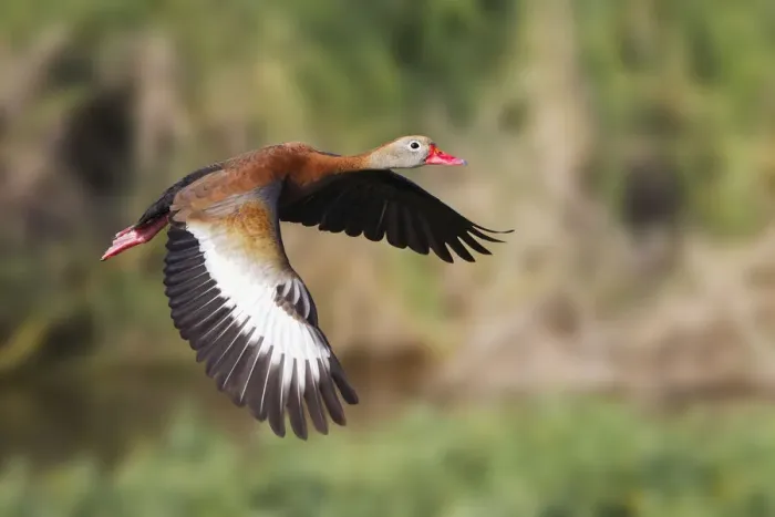 Framed Print : Black-bellied whistling duck flying, South Padre Island, Texas Framed Print : Black-bellied whistling duck flying, South Padre Island, Texas