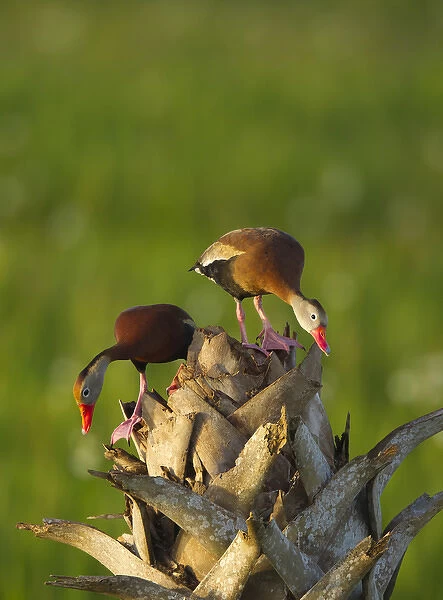 Black-bellied Whistling Duck pair on cabbage palm, Dendrocygna autumnalis, Viera wetlands