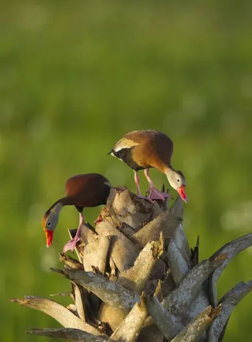 Framed Print : Black-bellied Whistling Duck pair on cabbage palm, Dendrocygna autumnalis, Viera wetlands