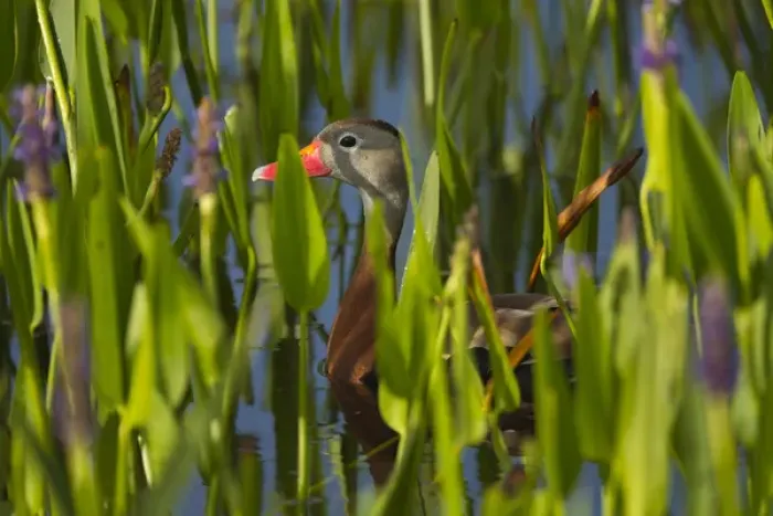 Framed Print : Black-bellied Whistling Duck in pickerel weed, Dendrocygna autumnalis, Viera wetlands Framed Print : Black-bellied Whistling Duck in pickerel weed, Dendrocygna autumnalis, Viera wetlands