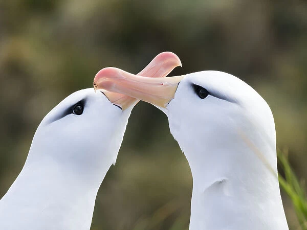Black-browed albatross or black-browed mollymawk (Thalassarche melanophris), typical courtship