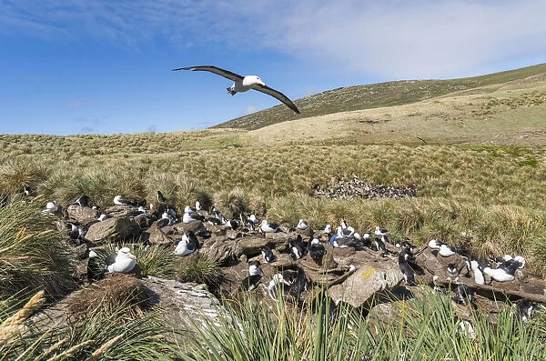 Black-browed albatross or black-browed mollymawk (Thalassarche melanophris). Rockhopper Penguin