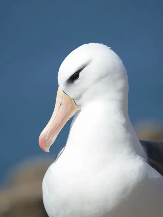 Framed Print : Black-browed albatross or black-browed mollymawk, Falkland Islands Framed Print : Black-browed albatross or black-browed mollymawk, Falkland Islands
