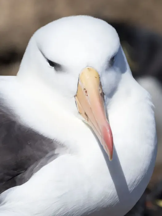 Framed Print : Black-browed albatross or black-browed mollymawk (Thalassarche melanophris) Framed Print : Black-browed albatross or black-browed mollymawk (Thalassarche melanophris)