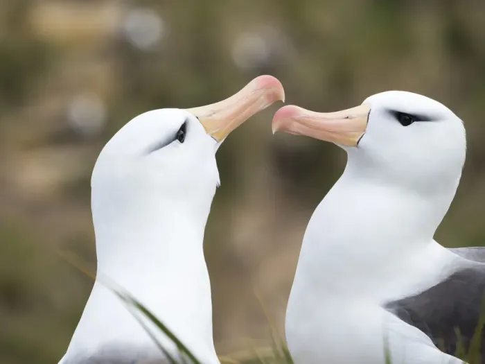 Framed Print : Black-browed albatross or black-browed mollymawk (Thalassarche melanophris), typical courtship Framed Print : Black-browed albatross or black-browed mollymawk (Thalassarche melanophris), typical courtship