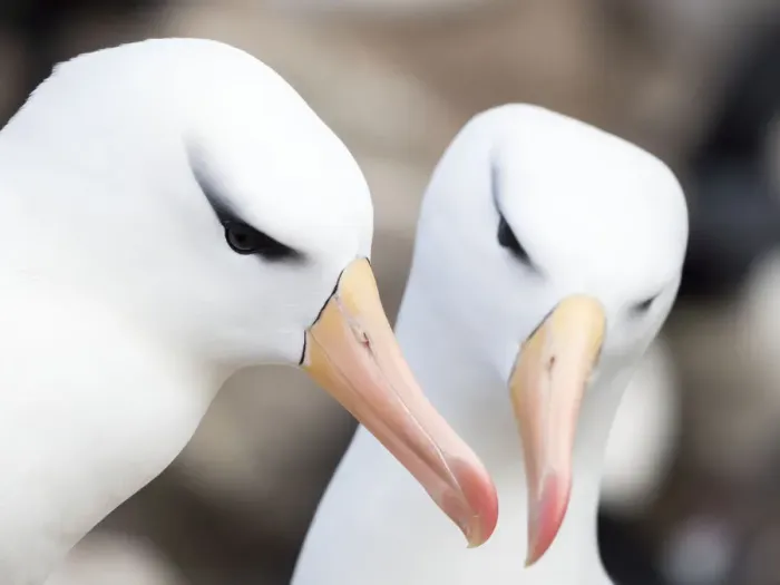 Framed Print : Black-browed albatross or black-browed mollymawk (Thalassarche melanophris), typical courtship Framed Print : Black-browed albatross or black-browed mollymawk (Thalassarche melanophris), typical courtship
