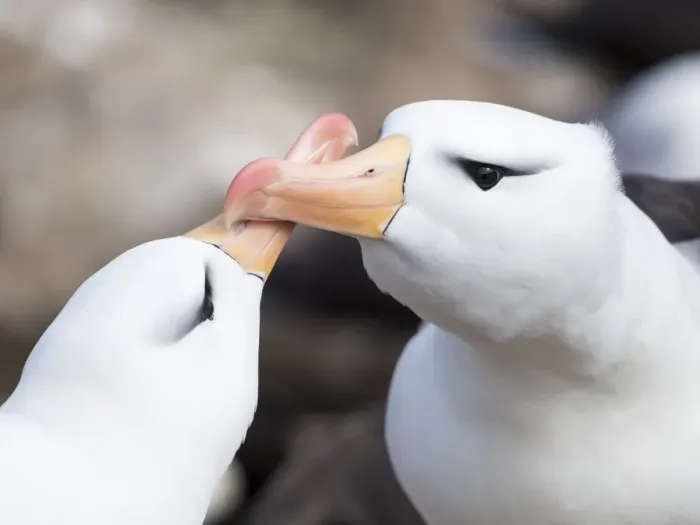 Framed Print : Black-browed albatross or black-browed mollymawk (Thalassarche melanophris), typical courtship Framed Print : Black-browed albatross or black-browed mollymawk (Thalassarche melanophris), typical courtship