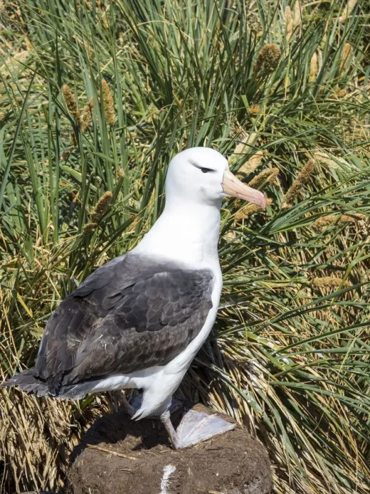 Framed Print : Black-browed albatross or black-browed mollymawk (Thalassarche melanophris) Framed Print : Black-browed albatross or black-browed mollymawk (Thalassarche melanophris)