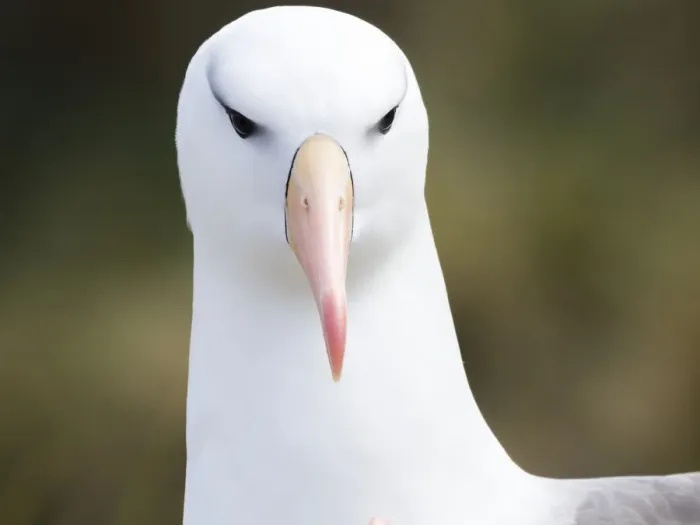 Framed Print : Black-browed albatross or black-browed mollymawk (Thalassarche melanophris). South America Framed Print : Black-browed albatross or black-browed mollymawk (Thalassarche melanophris). South America