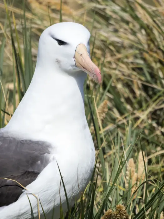 Framed Print : Black-browed albatross or black-browed mollymawk (Thalassarche melanophris). South America Framed Print : Black-browed albatross or black-browed mollymawk (Thalassarche melanophris). South America