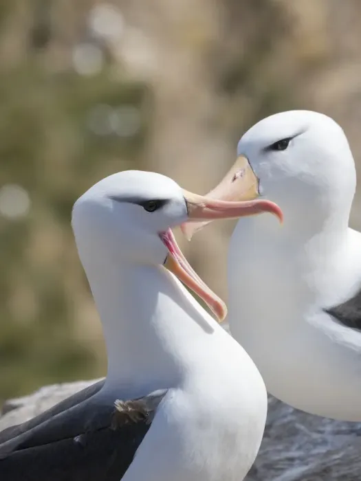Framed Print : Black-browed albatross or black-browed mollymawk (Thalassarche melanophris), typical courtship Framed Print : Black-browed albatross or black-browed mollymawk (Thalassarche melanophris), typical courtship