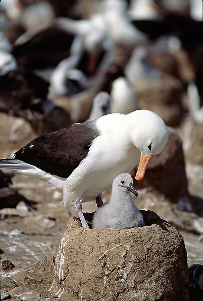 Black-browed Albatross (Diomedea melanophris) on nest with chick in the Falkland Islands